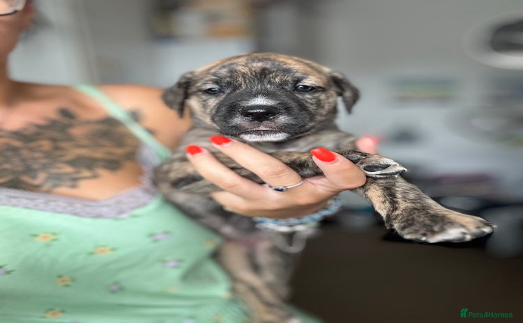 Mixed Breed dogs - Advert 1