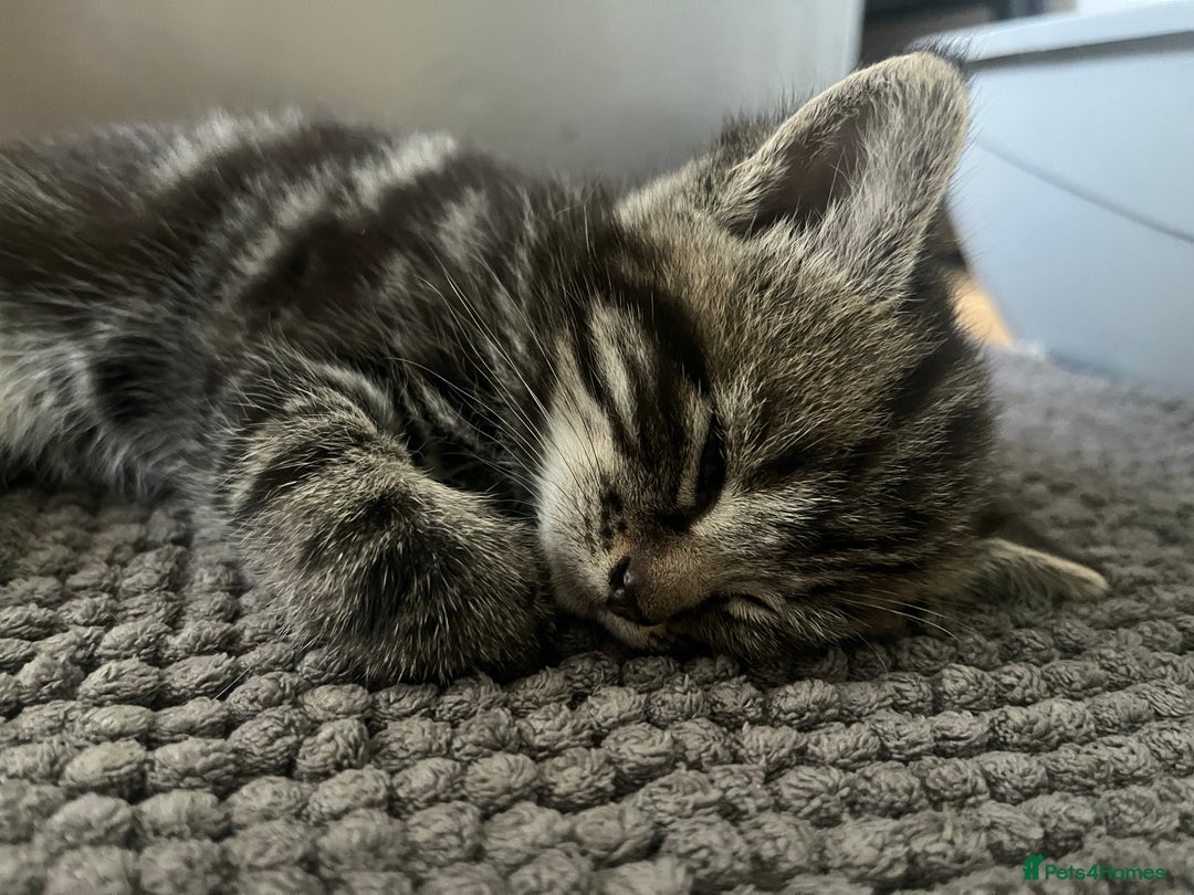 Mixed Breed cats for sale: Make and female tabby kittens for sale  - Image 11