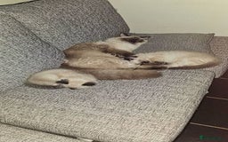 Ragdoll cats for sale: Splendid fluffy Ragdolls - Image 7