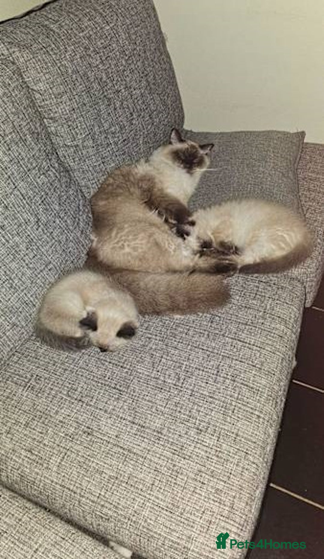Ragdoll cats for sale: Splendid fluffy Ragdolls - Image 7