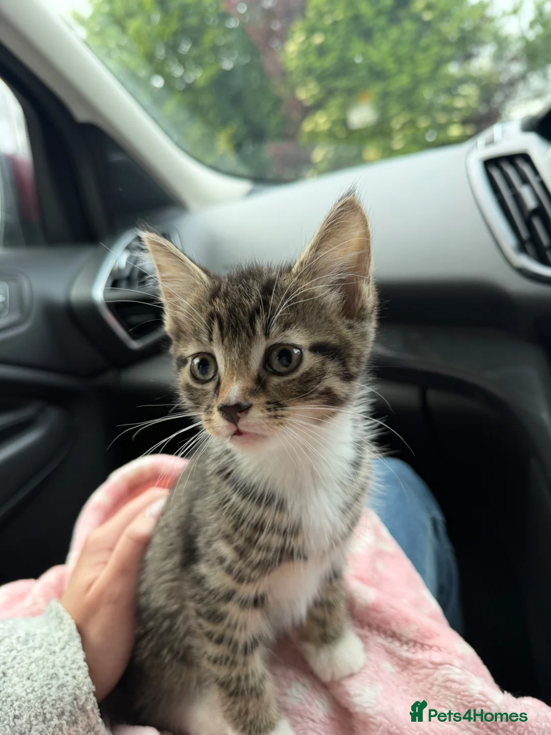 Mixed Breed cats for sale: Maine Coon Male Kitten - Advert 5