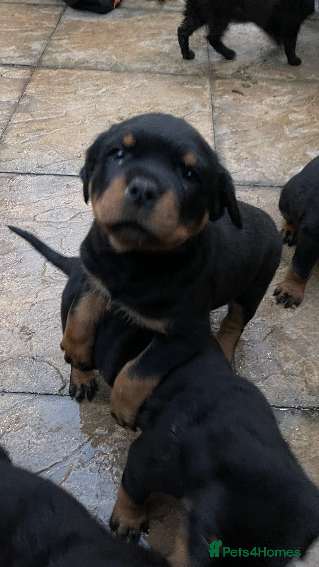 Rottweiler dogs for sale: Champion-Bred Rottweiler Puppies for Loving Homes - Advert 4