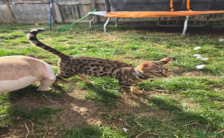 Bengal cats 10 month old TICA registered bengal - Advert 13