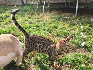 Bengal cats 10 month old TICA registered bengal - Advert 12