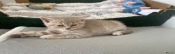 British Shorthair cats for sale: STUNNING LILAC TICKED TABBY GCCF FEMALE KITTENS  - Advert 7