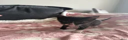 Domestic Shorthair cats for sale: Beautiful kittens 5* homes  - Advert 16