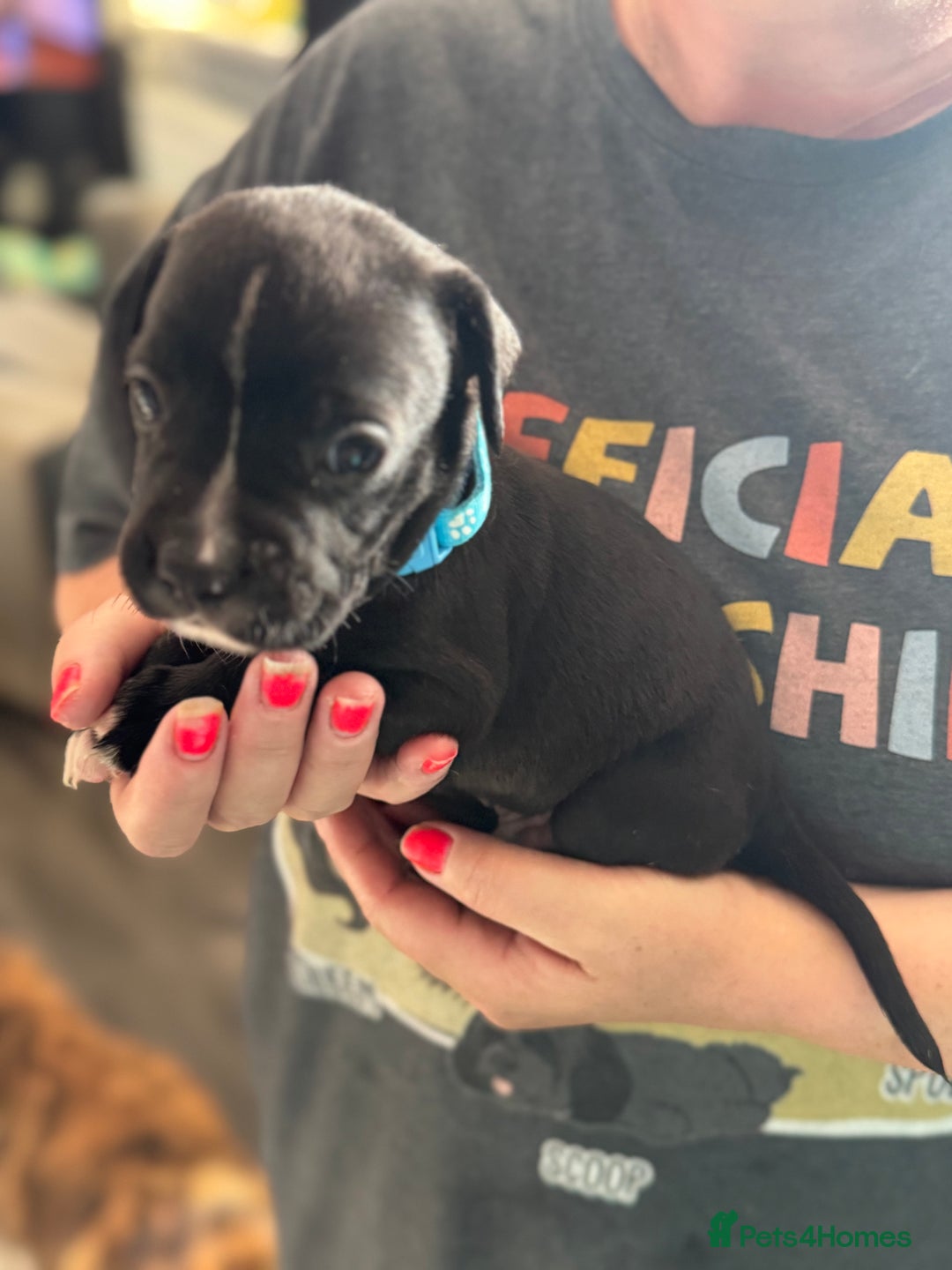 Mixed Breed dogs for sale: American bulldog (not bully) x cocker spaniel  - Image 5