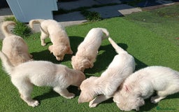 Golden Retriever dogs for sale: 9 weeks old golden retriever puppy’s  - Image 4