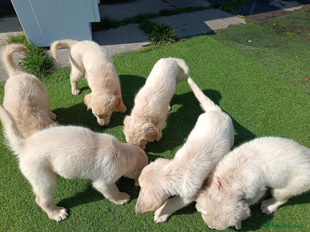 Golden Retriever dogs for sale: 9 weeks old golden retriever puppy’s  - Image 4