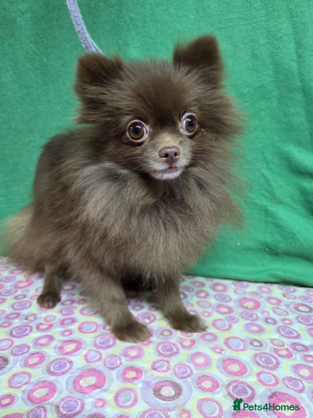 Pomeranian dogs for adoption: LOLA – Miniature Pomeranian (Female) - Advert 2