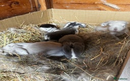 French Lop rabbits for sale: 🩵Stunning litter pure bred blue eye French lops🩵 - Image 20