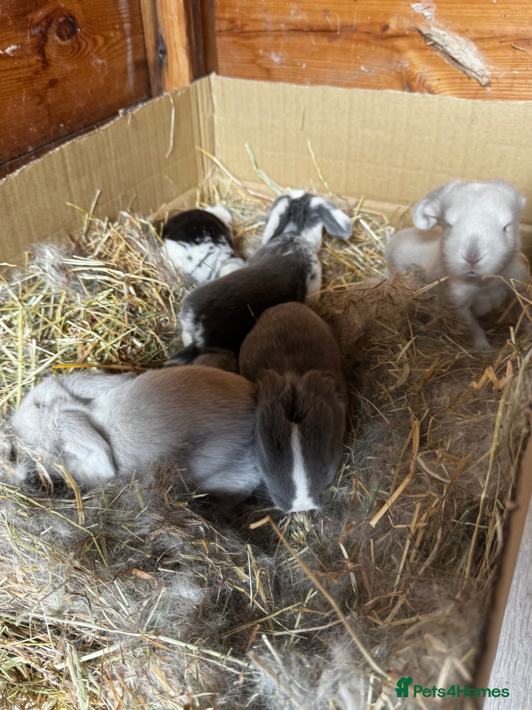 French Lop rabbits for sale: 🩵Stunning litter pure bred blue eye French lops🩵 - Image 20