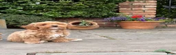 Cavapoochon dogs for sale: Beautiful Cavapoochon Puppies - Ready Now  - Advert 8