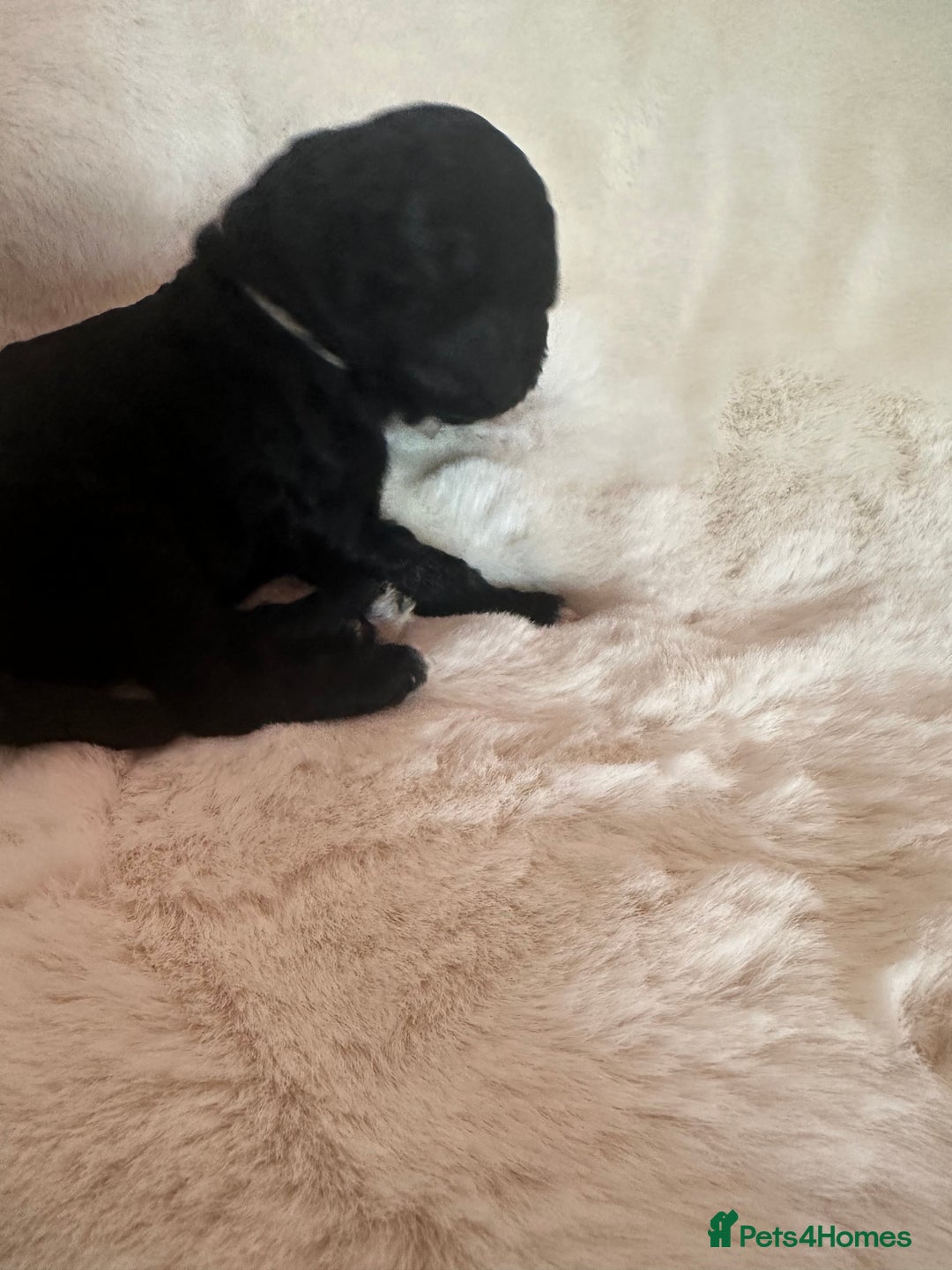 Cockapoo dogs for sale: Beautiful cockapoo puppies delivery possible - Image 31