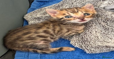 Bengal cats - Advert 3