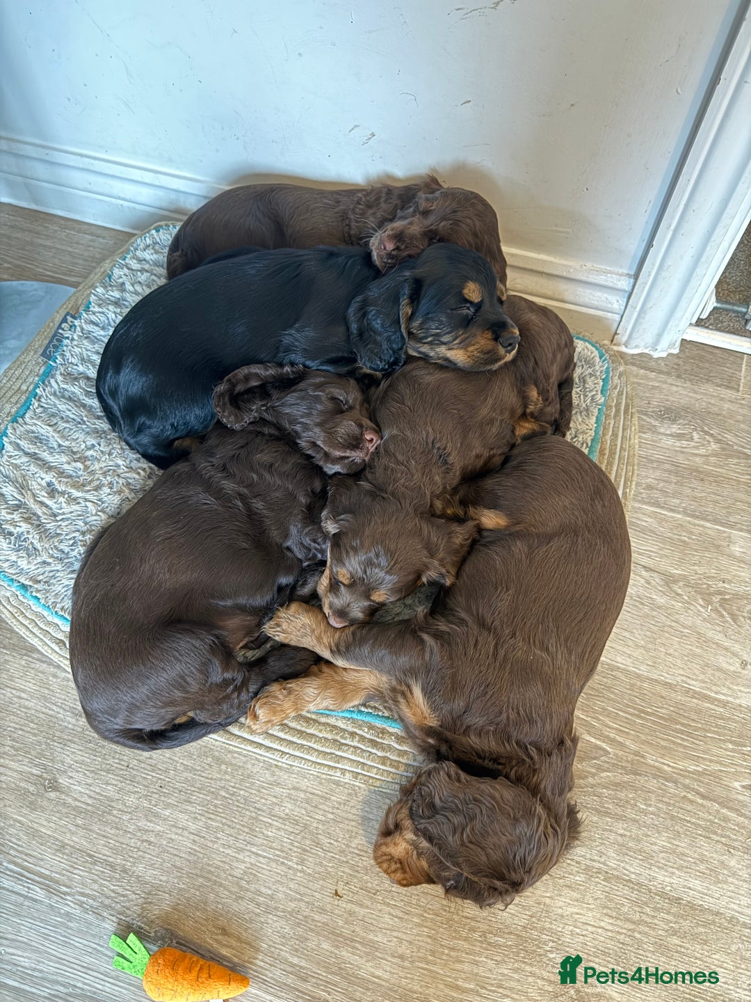 Cocker Spaniel dogs for sale: 6 beautiful Cocker Spaniel puppies.  - Advert 21
