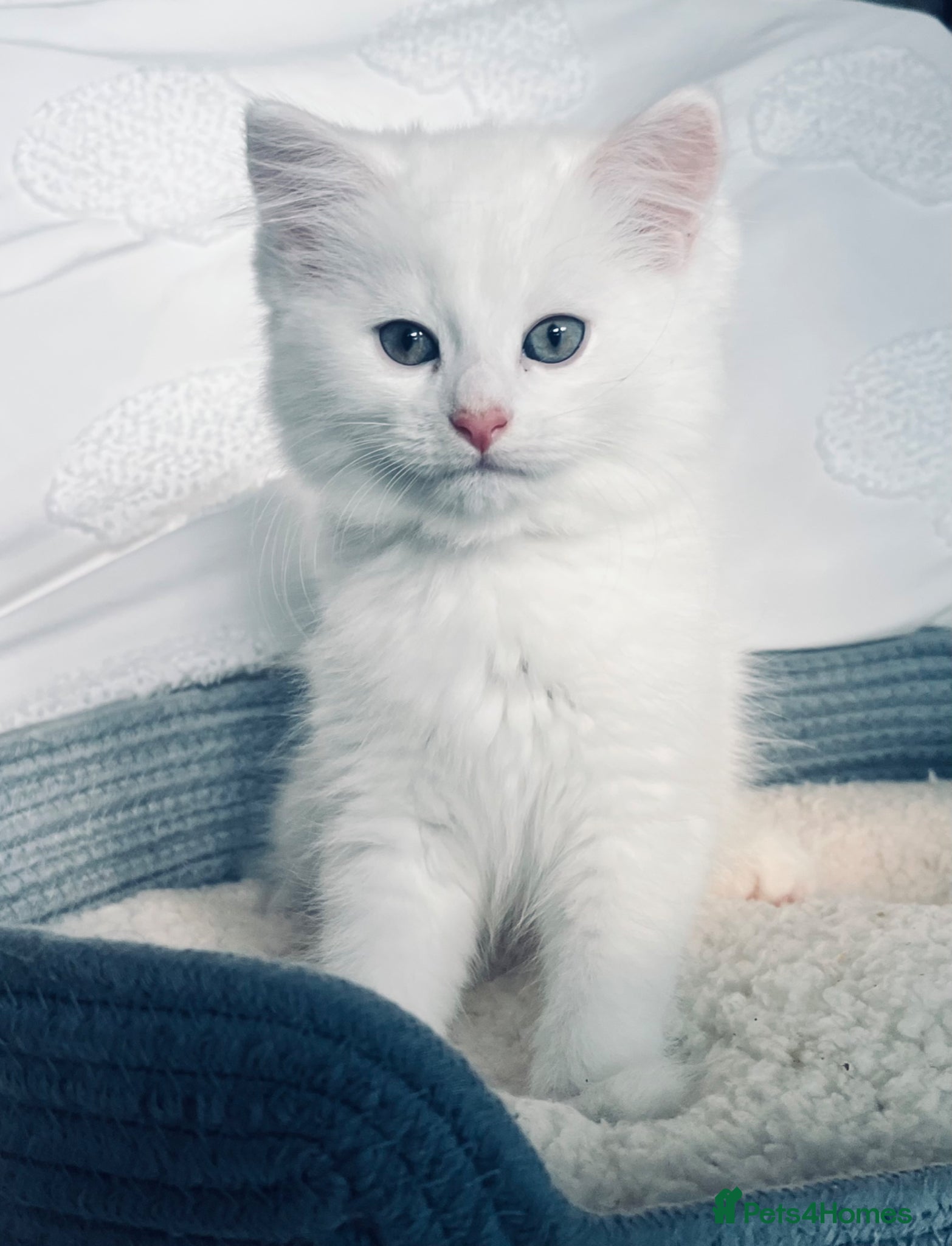 Mixed Breed cats Persian X kittens ready for loving homes  - Advert 1