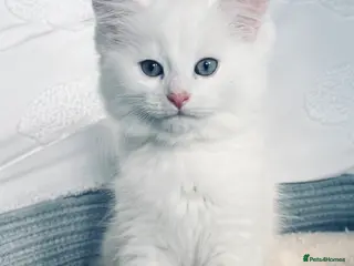 Mixed Breed cats Persian X kittens ready for loving homes - Advert 4