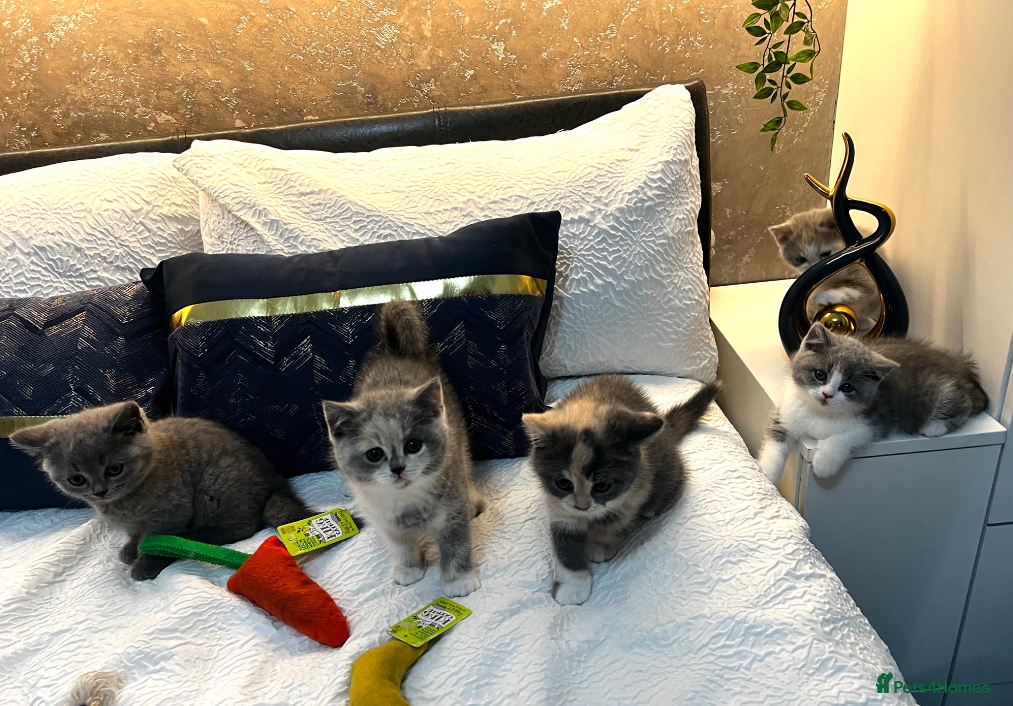 British Shorthair cats Registered British Shorthair kittens  - Advert 14