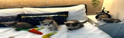 British Shorthair cats for sale: Registered Ready to go SOON British Shorthair  - Advert 25