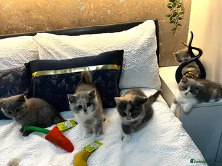 British Shorthair cats Registered British Shorthair kittens - Advert 6