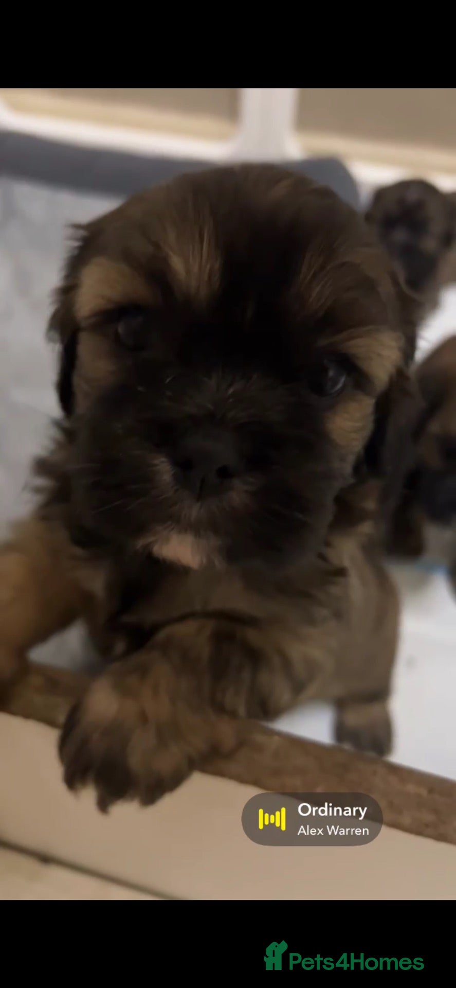 Cava Tzu dogs TWO BEAUTIFUL CAVA TZU GIRLS LEFT (F1) - Advert 2