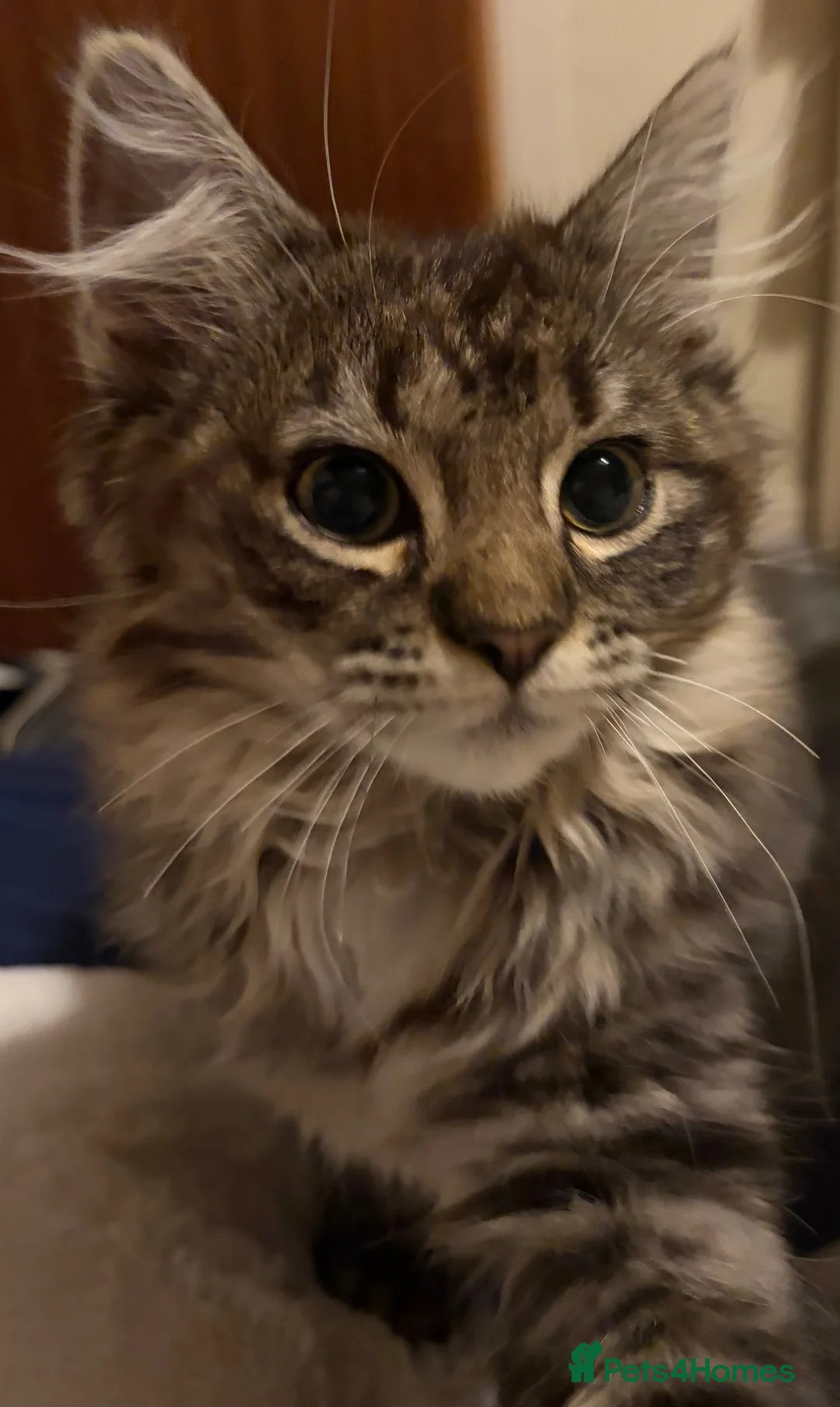 Maine Coon cats for sale: Maincoon x Ragdoll - Advert 2