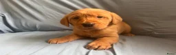 Goldador dogs for sale: READY! Fox Red Golden Retriever X Labrador pups 🧡 - Advert 6
