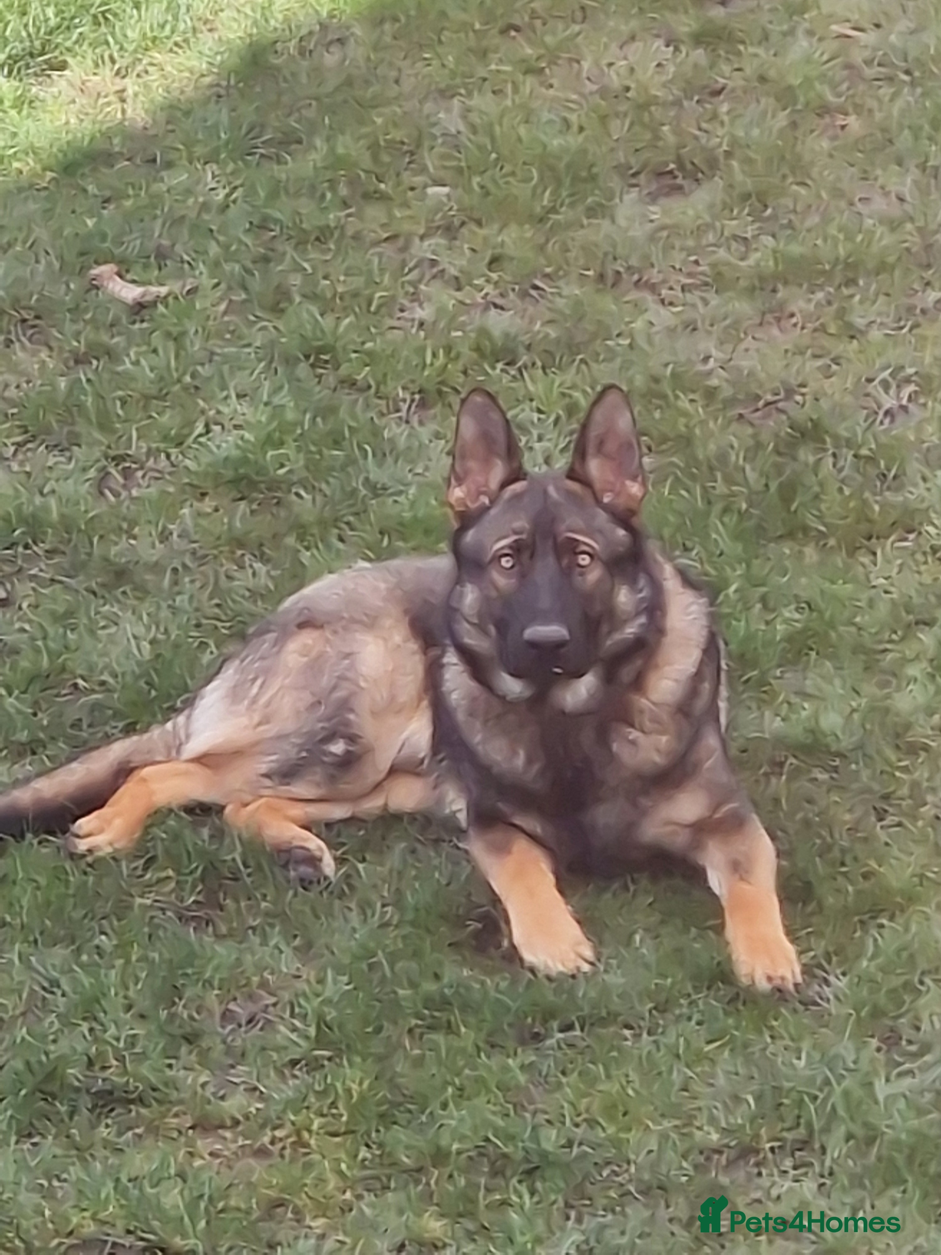 German Shepherd dogs Tej boy in Coventry - Advert 1