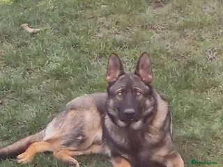 German Shepherd dogs Tej boy in Coventry - Advert 1