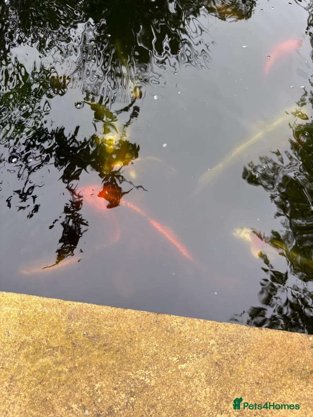 Koi Carp fish for sale: 5-6” plus 16” koi - Advert 6