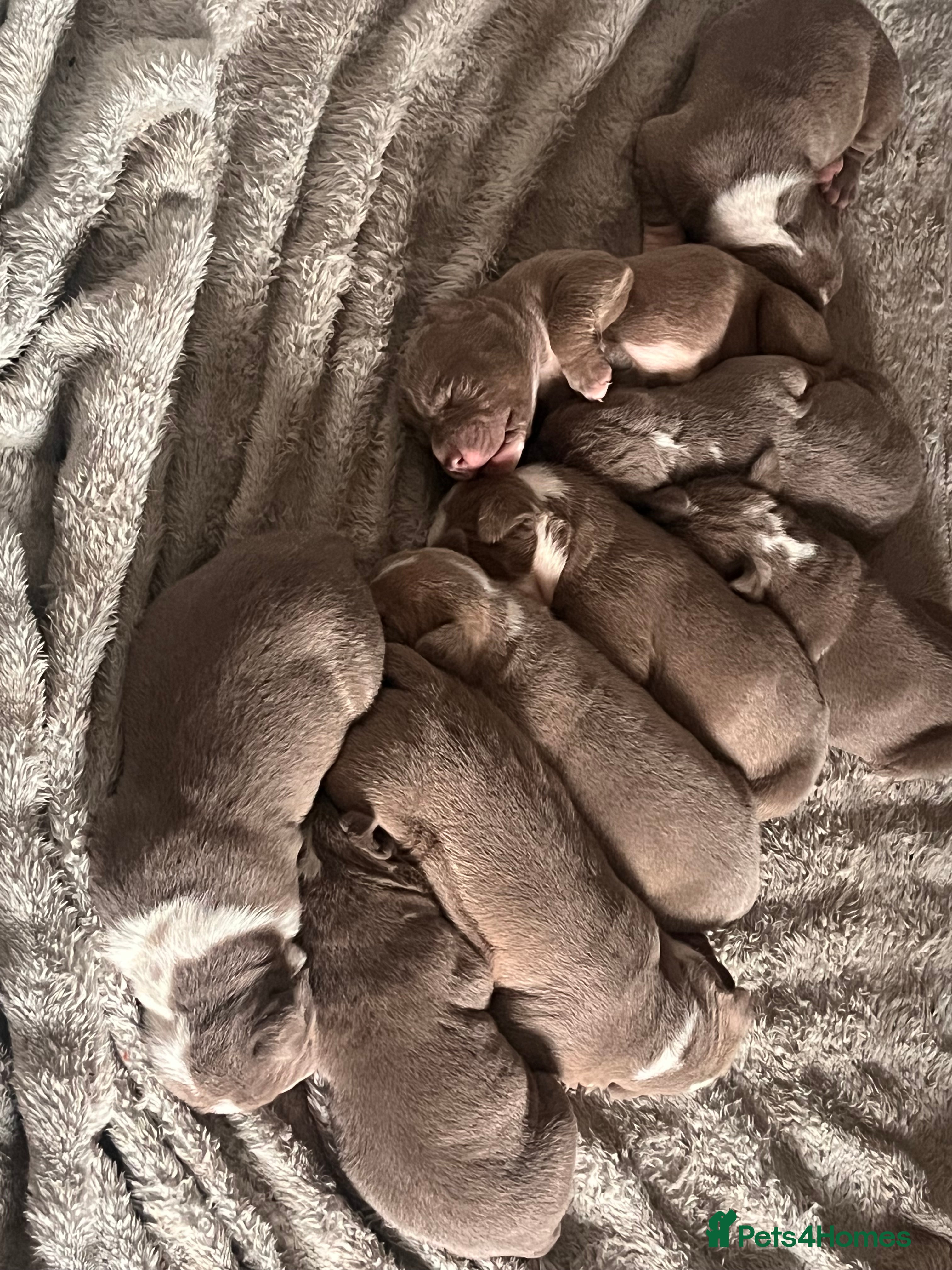 Mixed Breed dogs 9 Puppies - Old Tyme Bulldog x American Bulldog - Advert 6