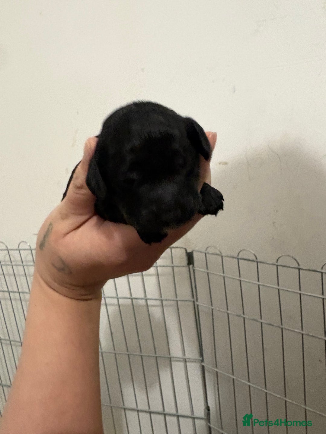 Cavapoo dogs for sale: Stunning f2 cavapoo pups girls and boys  - Advert 19