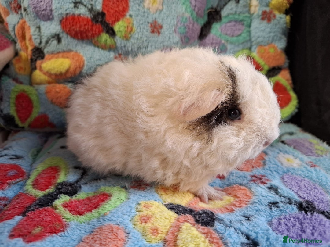 Guinea Pig rodents for sale: Baby Boars Different Breeds Available  - Image 10