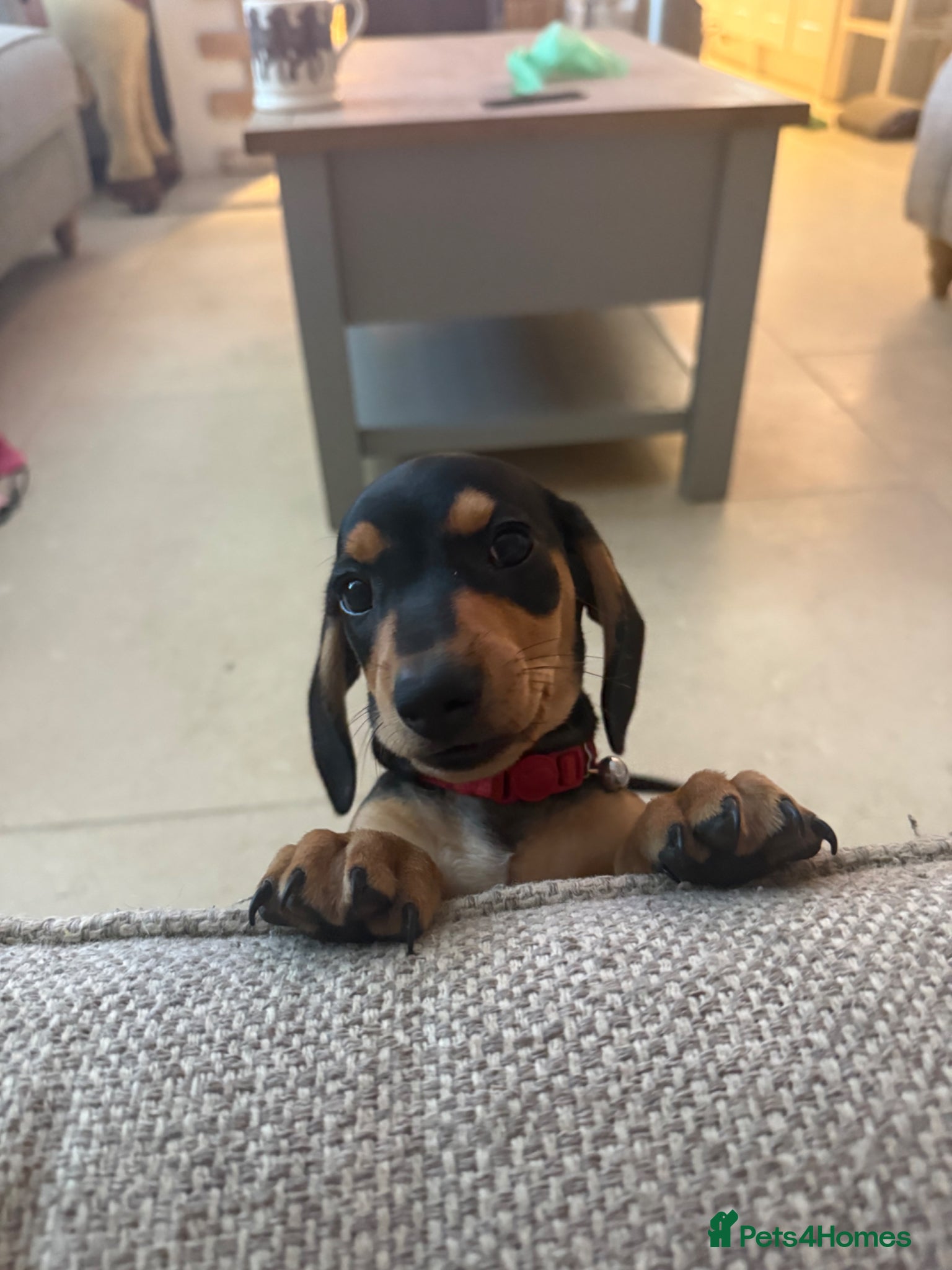 Miniature Dachshund dogs Miniature Black & Tan Dachshund puppies  - Advert 2