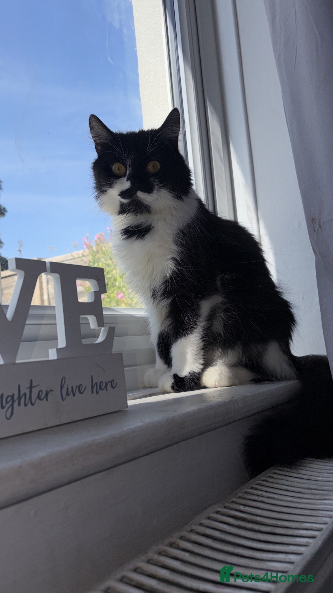 Mixed Breed cats Beautiful Long-Haired Crossbreed Kittens  - Advert 11