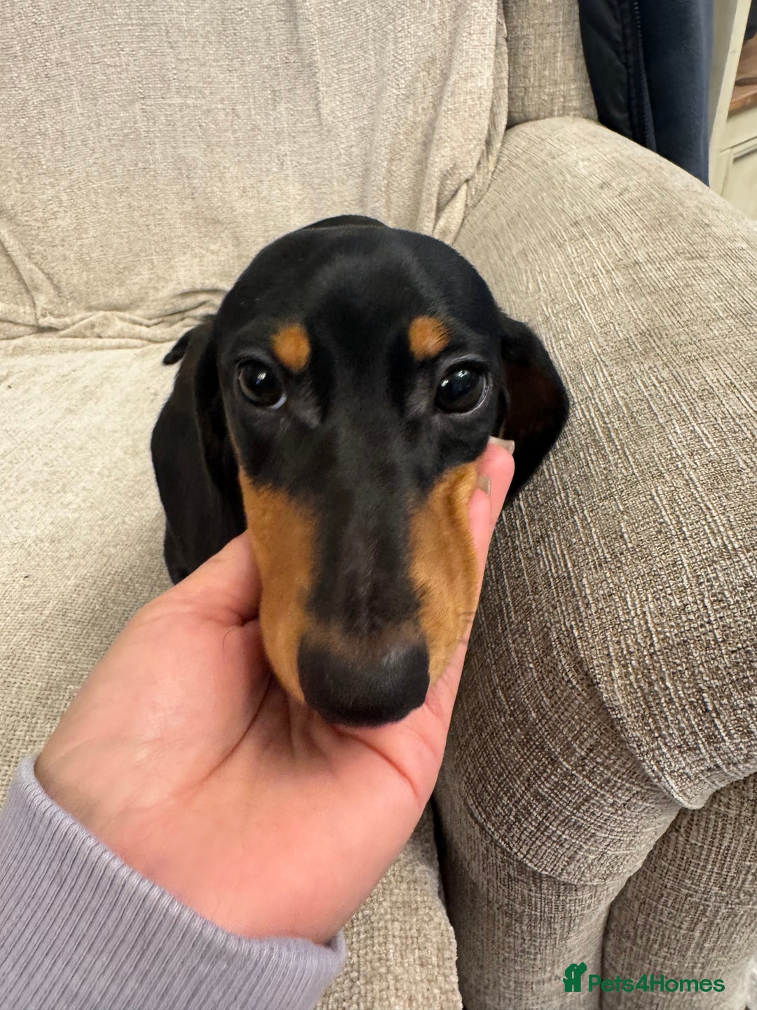 Miniature Dachshund dogs for sale: Miniature dachshunds  - Advert 10