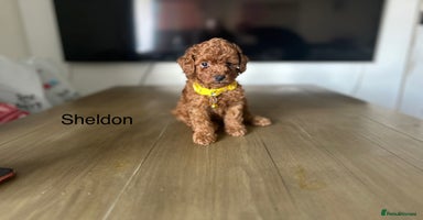 Cockapoo dogs - Advert 5
