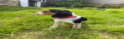 Bocker dogs for sale: Bred From Health Tested Parents - Advert 23