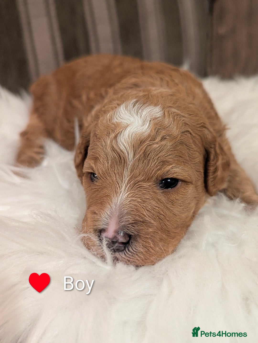 Cavapoo dogs for sale: Beautiful Cavapoo Puppies Available - Advert 13