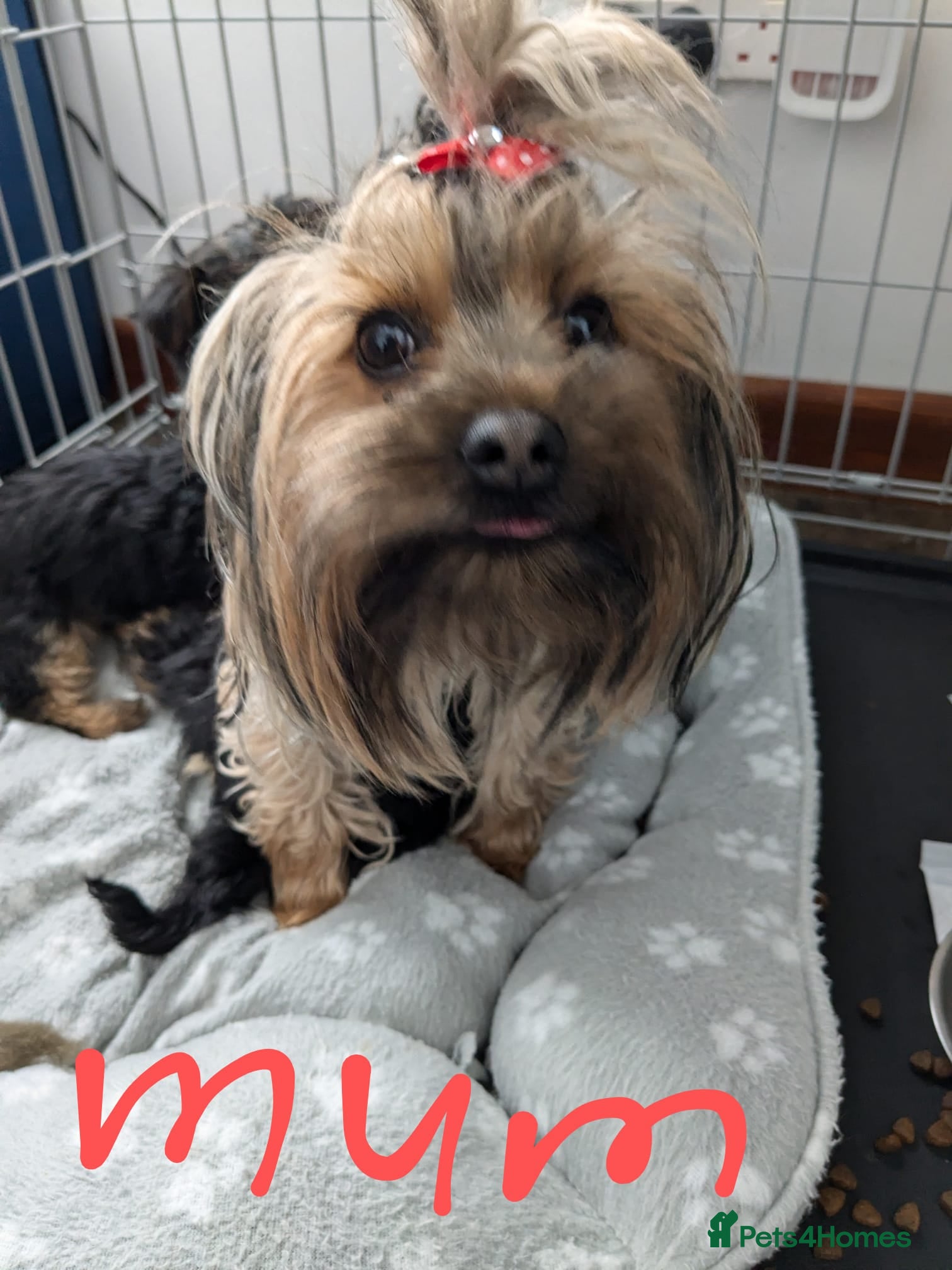 Chorkie dogs 5 beautiful Chorkie pups ready to go now 4g 1 boy - Advert 1