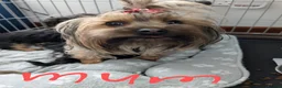 Chorkie dogs for sale: 5 beautiful Chorkie pups ready to go now 4g 1 boy - Advert 1