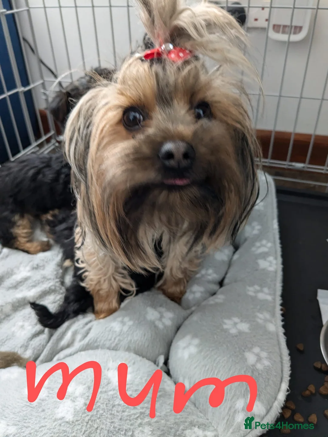 Chorkie dogs for sale: 5 beautiful Chorkie pups ready to go now 4g 1 boy - Advert 1