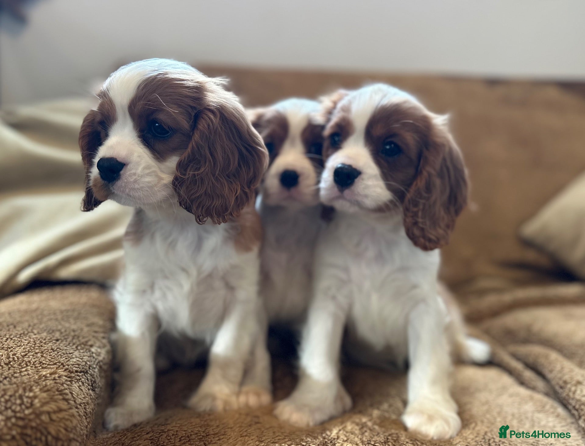 Cavalier King Charles Spaniel dogs for sale: Beautiful Cavalier King Charles Spaniel puppies - Advert 2