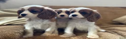 Cavalier King Charles Spaniel dogs for sale: Beautiful Cavalier King Charles Spaniel puppies - Advert 2