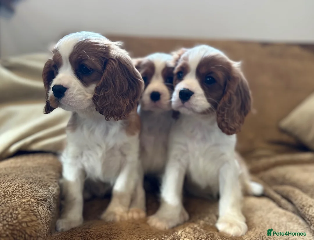 Cavalier King Charles Spaniel dogs for sale: Beautiful Cavalier King Charles Spaniel puppies - Advert 2