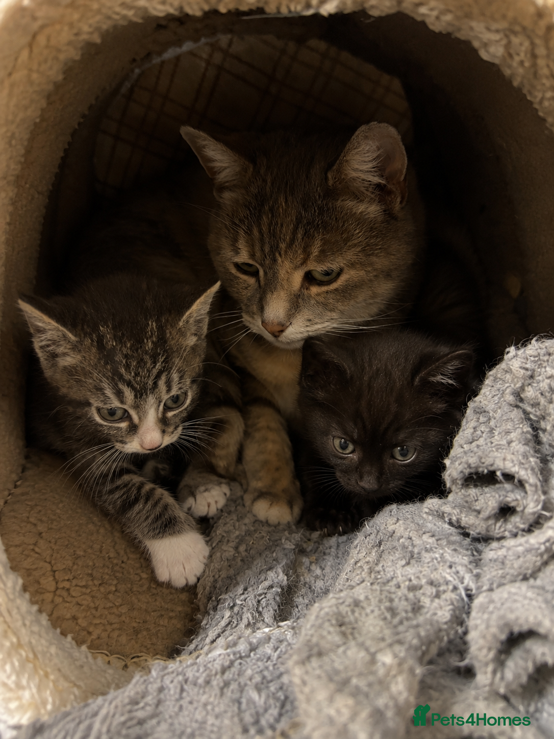 British Shorthair cats Black and Tabby Kitten - Advert 1