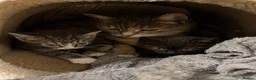 British Shorthair cats for sale: Black and Tabby Kitten - Advert 1