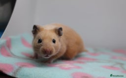 Hamster rodents for sale: Male and female syrian hamsters  - Image 3