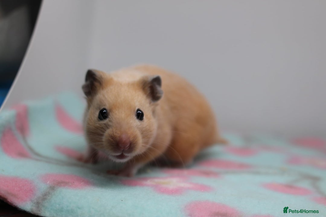 Hamster rodents for sale: Male and female syrian hamsters  - Image 3